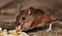 24 Hour & Emergency Exterminators in Pettigrew, AR